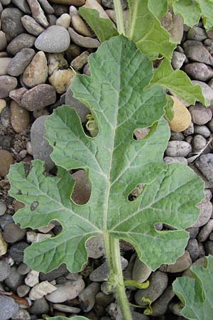 Citrullus lanatus / Water Melon, D Mannheim 14.9.2013