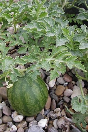 Citrullus lanatus, Wasser-Melone