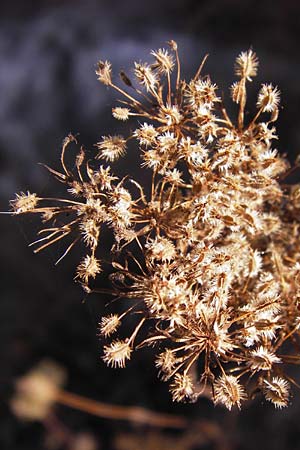 Daucus carota subsp. carota \ Wilde Mhre, D Philippsthal-Heimboldshausen 3.10.2013