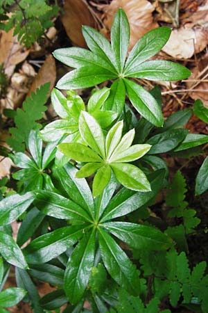 Galium odoratum \ Waldmeister / Woodruff, D Odenwald, Fischbachtal-Steinau 25.6.2014