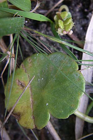 Hydrocotyle vulgaris / Marsh Pennywort, D Hassloch 14.8.2008