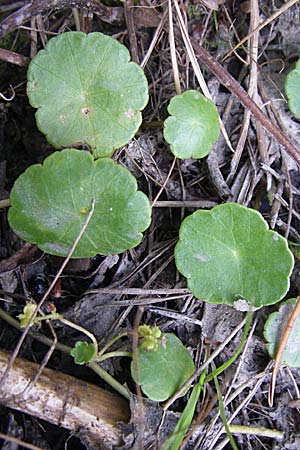 Hydrocotyle vulgaris \ Gewhnlicher Wassernabel / Marsh Pennywort, D Hassloch 14.8.2008