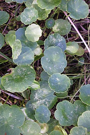 Hydrocotyle vulgaris \ Gewhnlicher Wassernabel, D Hassloch 14.8.2008