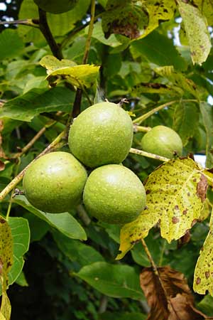 Juglans regia \ Echte Walnuss, D Groß-Gerau 23.8.2014