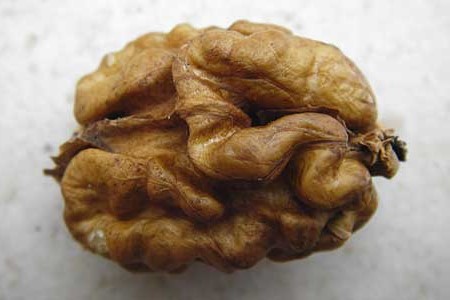 Juglans regia \ Echte Walnuss / Persian Walnut, D Mannheim 1.11.2014