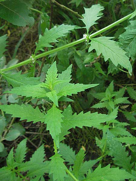 Lycopus europaeus \ Ufer-Wolfstrapp / Gipsywort, D Weinheim an der Bergstraße 10.7.2006