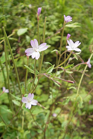 Epilobium montanum \ Berg-Weidenrschen / Broad-Leaved Willowherb, D Eisenberg 28.6.2009