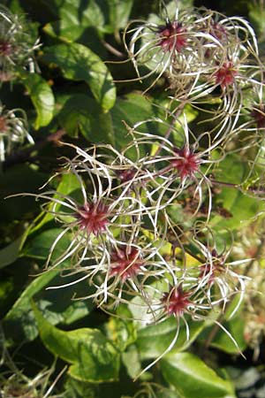 Clematis vitalba \ Gewhnliche Waldrebe, D Waghäusel 1.10.2011