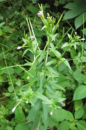 Epilobium parviflorum \ Kleinbltiges Weidenrschen, D Mannheim 18.7.2012