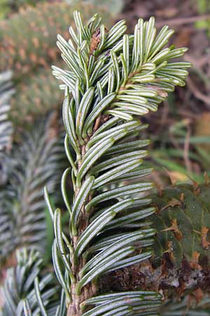 Abies alba / Common Silver Fir, D Lorch 31.8.2013