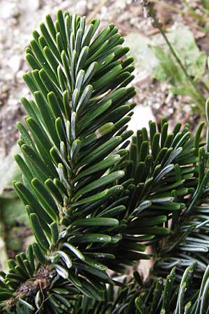 Abies alba \ Wei-Tanne / Common Silver Fir, D Lorch 31.8.2013