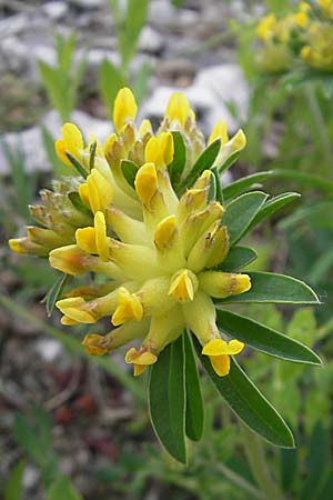 Anthyllis vulneraria subsp. polyphylla \ Steppen-Wundklee, Ungarischer Wundklee / Many-Leaved Kidney Vetch, D Gerolzhofen-Sulzheim 25.4.2009