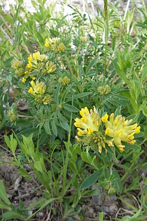 Anthyllis vulneraria subsp. polyphylla \ Steppen-Wundklee, Ungarischer Wundklee / Many-Leaved Kidney Vetch, D Gerolzhofen-Sulzheim 25.4.2009