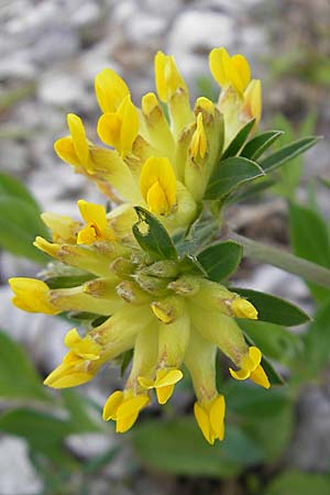 Anthyllis vulneraria subsp. polyphylla \ Steppen-Wundklee, Ungarischer Wundklee / Many-Leaved Kidney Vetch, D Gerolzhofen-Sulzheim 25.4.2009