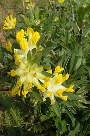 Anthyllis vulneraria subsp. polyphylla \ Steppen-Wundklee, Ungarischer Wundklee / Many-Leaved Kidney Vetch, D Germersheim 1.5.2009