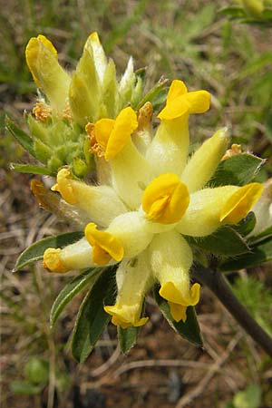 Anthyllis vulneraria subsp. polyphylla \ Steppen-Wundklee, Ungarischer Wundklee / Many-Leaved Kidney Vetch, D Germersheim 1.5.2009