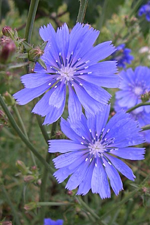 Cichorium intybus / Chicory, D Freiburg 12.7.2008