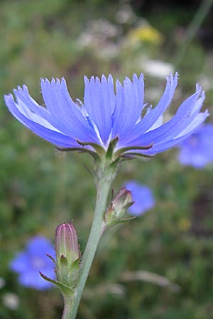 Cichorium intybus / Chicory, D Freiburg 12.7.2008