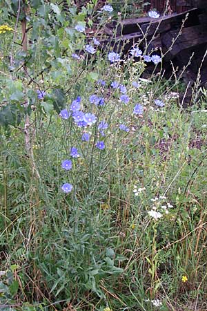 Cichorium intybus \ Gemeine Wegwarte, Zichorie / Chicory, D Freiburg 12.7.2008