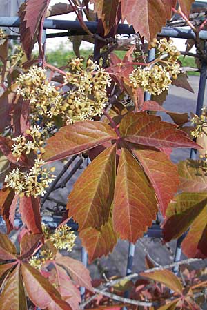 Parthenocissus inserta \ Wilder Wein / False Virginia Creeper, D Mannheim 19.6.2009