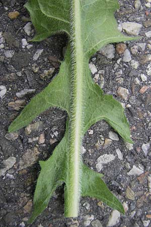 Cichorium intybus \ Gemeine Wegwarte, Zichorie / Chicory, D Schwetzingen 14.4.2012