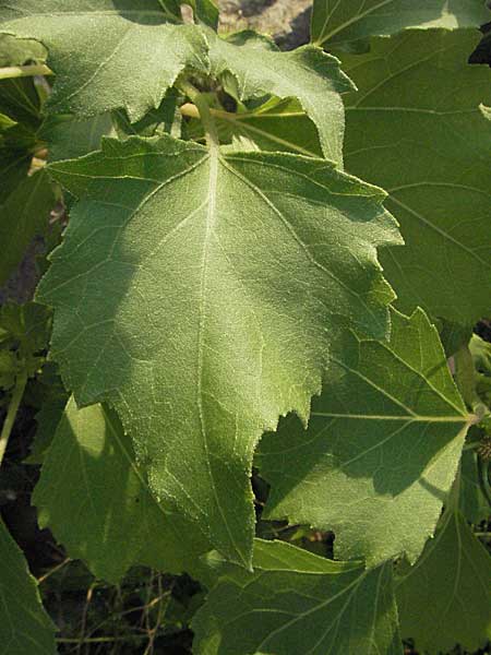 Xanthium albinum \ Ufer-Spitzklette, D Mannheim,  Friesenheimer Insel 31.7.2006