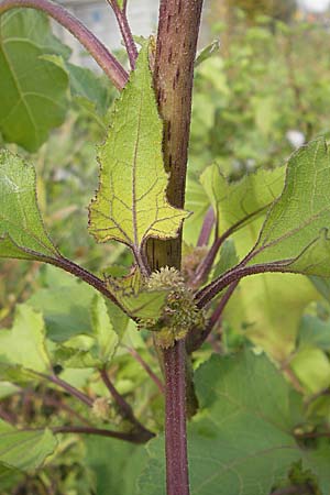 Xanthium albinum \ Ufer-Spitzklette / Riverside Cocklebur, D Viernheim 1.11.2008