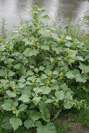 Xanthium albinum \ Ufer-Spitzklette / Riverside Cocklebur, D Mannheim, Neckar-Ufer 15.9.2013