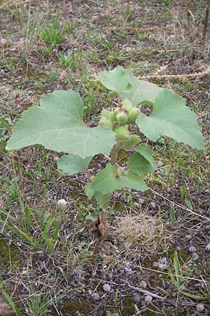 Xanthium strumarium \ Gewhnliche Spitzklette / Rough Cocklebur, Common Cocklebur, D Mannheim-Waldhof 30.8.2012