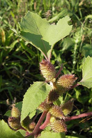 Xanthium strumarium \ Gewhnliche Spitzklette / Rough Cocklebur, Common Cocklebur, D Mannheim-Waldhof 17.9.2013