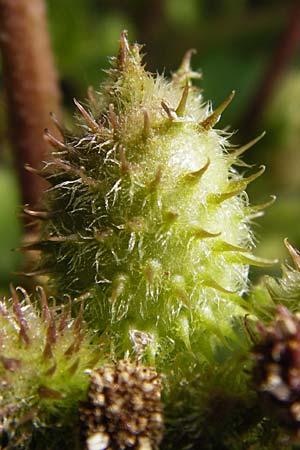 Xanthium albinum \ Ufer-Spitzklette / Riverside Cocklebur, D Mannheim-Lindenhof 28.9.2014