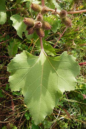 Xanthium albinum \ Ufer-Spitzklette / Riverside Cocklebur, D Mannheim-Lindenhof 28.9.2014