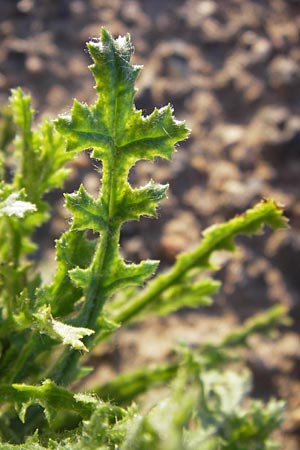 Senecio vernalis \ Frhlings-Greiskraut / Eastern Groundsel, D Eppertshausen 19.9.2012