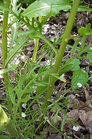 Rorippa x anceps \ Niederliegende Sumpfkresse / Hybrid Yellow-Cress, D Thüringen Weimar, Belvedere 6.5.2013