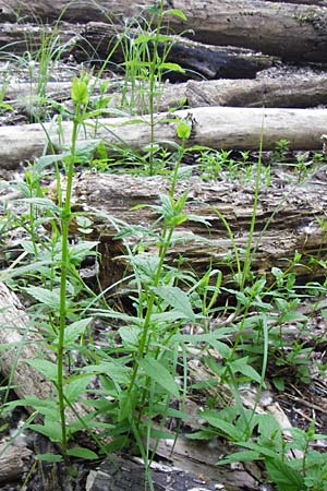 Scutellaria galericulata / Skullcap, D Pfalz, Speyer 21.5.2014