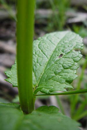 Scutellaria galericulata / Skullcap, D Pfalz, Speyer 21.5.2014