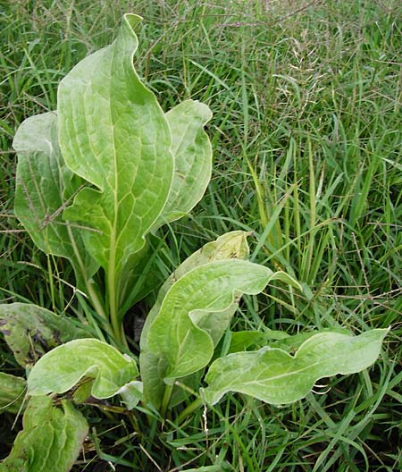 Cynoglossum officinale / Hound's-Tongue, D Mannheim 29.7.2014