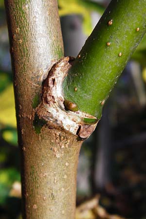 Paulownia tomentosa \ Blauglockenbaum, D Ketsch 2.11.2014