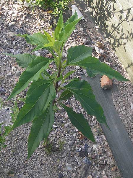 Helianthus tuberosus \ Topinambur, Erdbirne, D Mannheim 21.8.2013