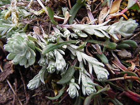 Filago minima \ Kleines Filzkraut / Small Cudweed, D Wetzlar 26.4.2014