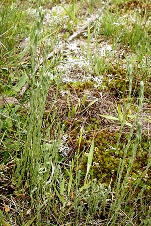 Filago minima \ Kleines Filzkraut / Small Cudweed, D Wetzlar 24.5.2014