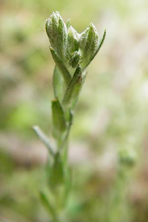 Filago minima \ Kleines Filzkraut / Small Cudweed, D Wetzlar 24.5.2014