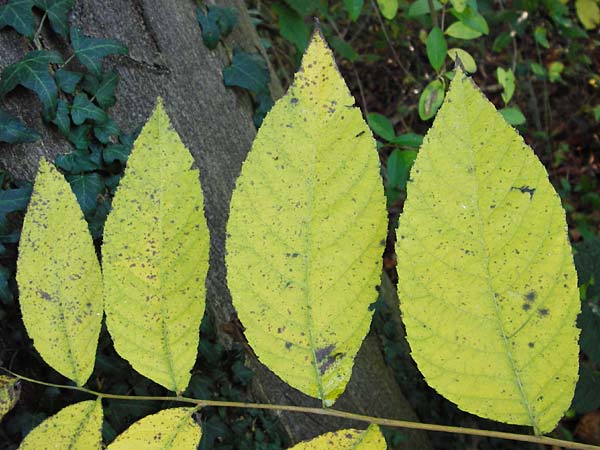 Juglans nigra / Black Walnut, American Walnut, D Ketsch 2.11.2014