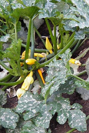 Cucurbita pepo var. italica \ Zucchini / Courgette, D Mannheim 26.6.2014