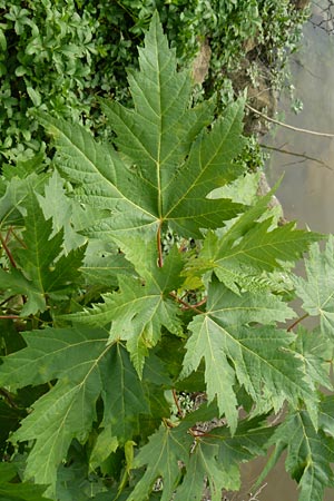 Acer saccharinum \ Silber-Ahorn, D Mannheim 25.10.2014