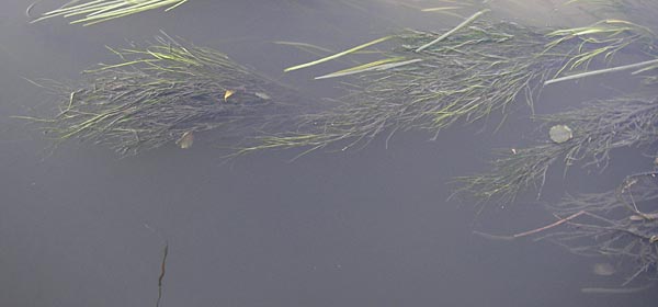 Zannichellia palustris / Horned Pondweed, D Bad Nauheim 19.9.2012