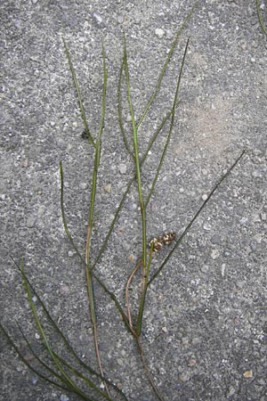 Potamogeton pectinatus \ Kamm-Laichkraut / Fennel Pontweed, D Mannheim 17.7.2013