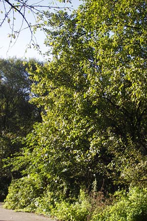 Rhamnus cathartica \ Purgier-Kreuzdorn, Echter Kreuzdorn, D Pfungstadt 21.9.2010