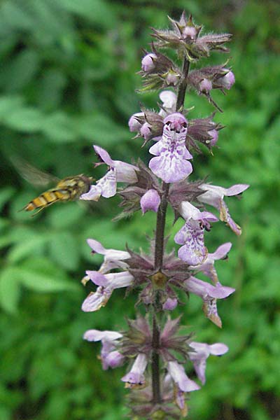 Stachys palustris / Marsh Woundwort, D Schriesheim-Altenbach 13.7.2006