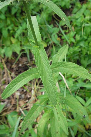 Stachys palustris / Marsh Woundwort, D Schriesheim-Altenbach 13.7.2006